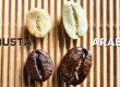 Arabica czy Robusta