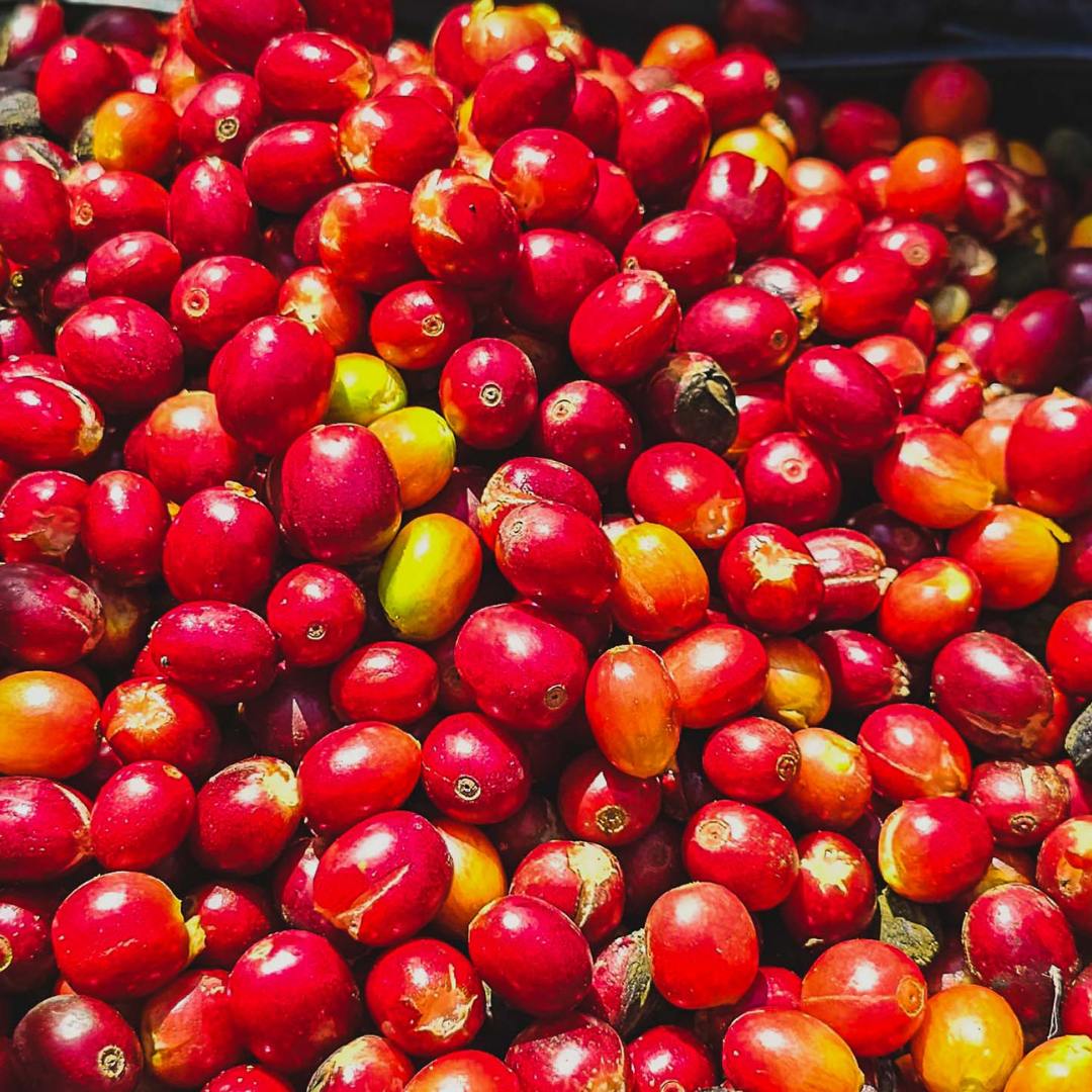 arabica Arabica