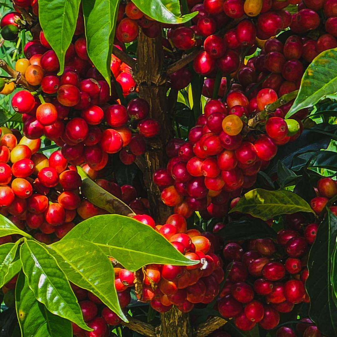 arabica2 Arabica